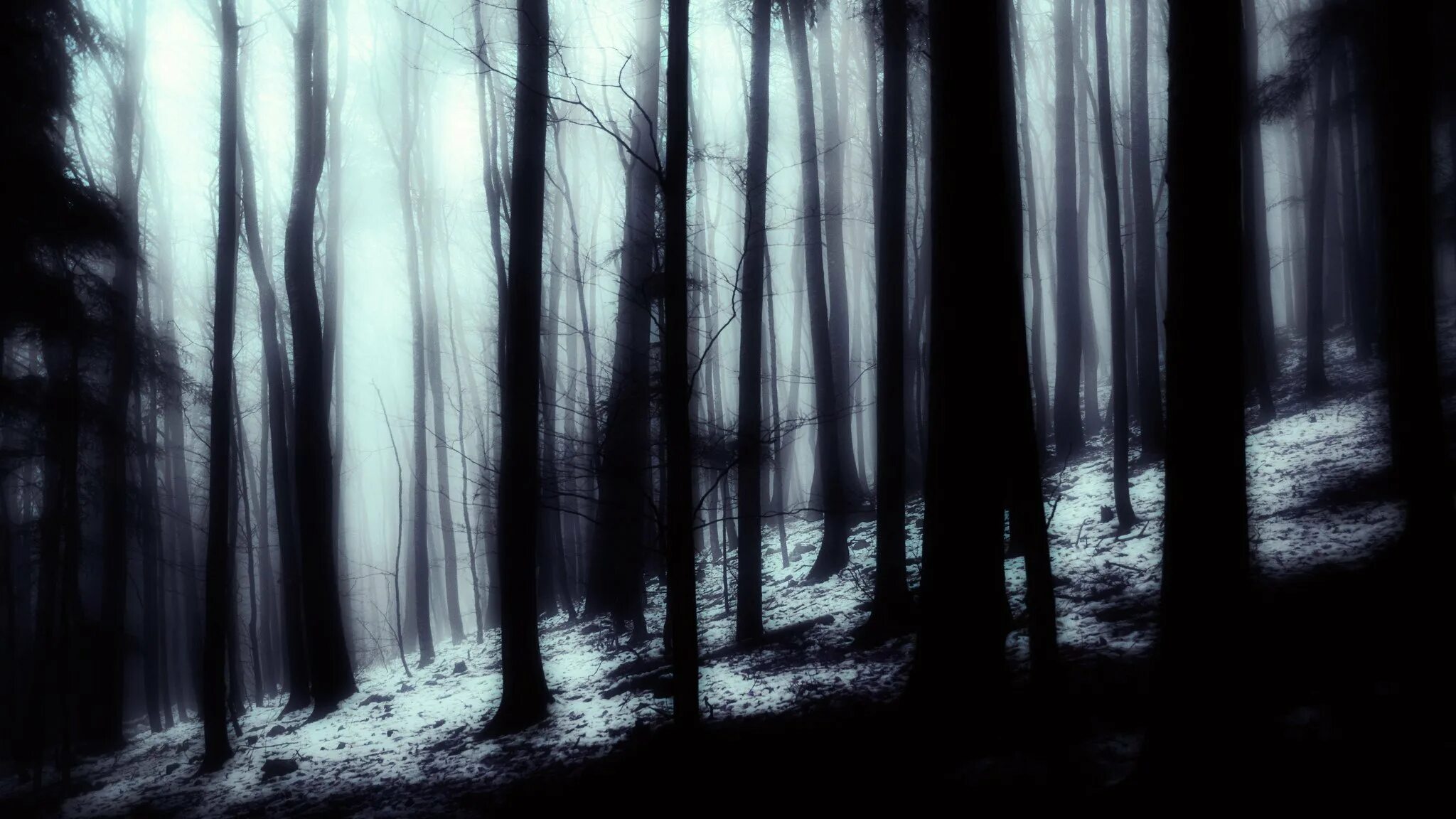Обои на рабочий мрачные. Темный лес. Лес тёмный мрачный. Страшный лес. Темные леса.