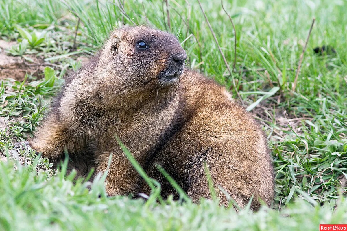 Сайт сурок. Сурок-байбак. степной байбак. сурок степной, байбак (marmota bobak). сурок обыкновенный байбак.