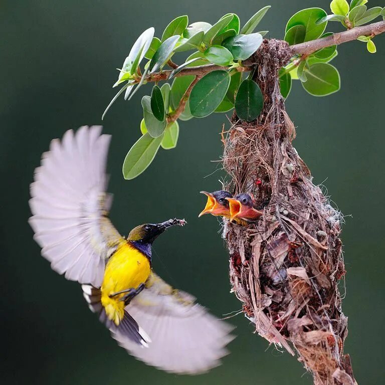Песни птицы живых. Птицы. Природа птицы. Райские птицы в природе. Птица на ветке.