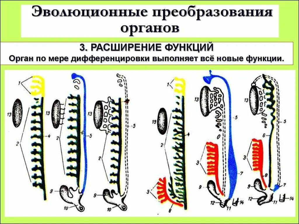 Примеры эволюции живых организмов. Эволюционные преобразования. Эволюционные преобразования живых организмов. Эволюция преобразования позвоночных. Эволюционные преобразования животных преобразование.