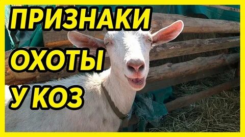 Через сколько коза приходит в охоту