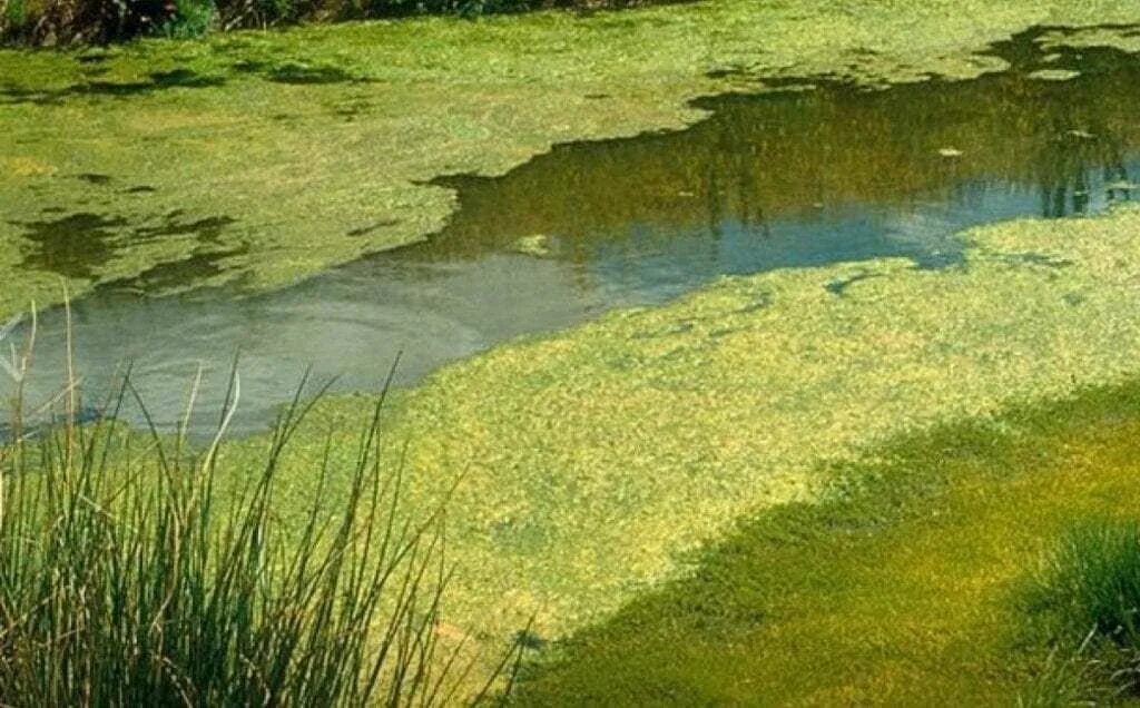 Цветение воды цианобактерии. Пресноводный водоем. Пресные водоемы. Загрязнение водоемов. Сток пруда