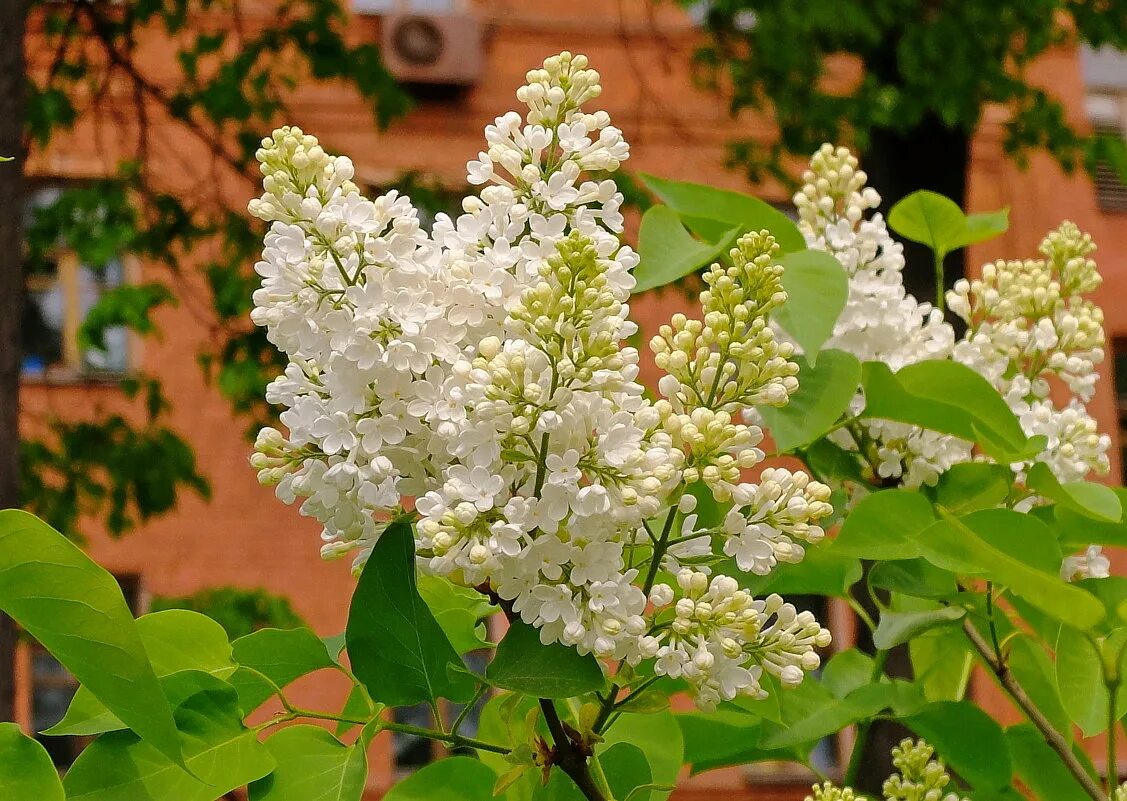 Благолепие это. Благолепие это. Благолепие. Благолепие. Признаки слов старославянского происхождения.