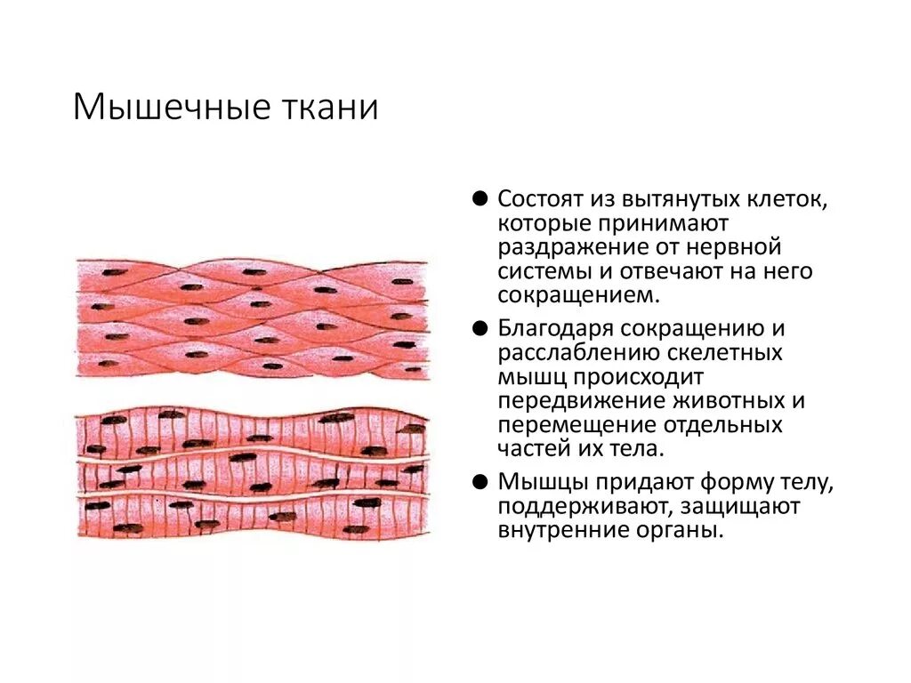 Мышечная ткань биология 8