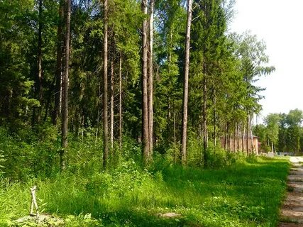 Лесная пушкинская