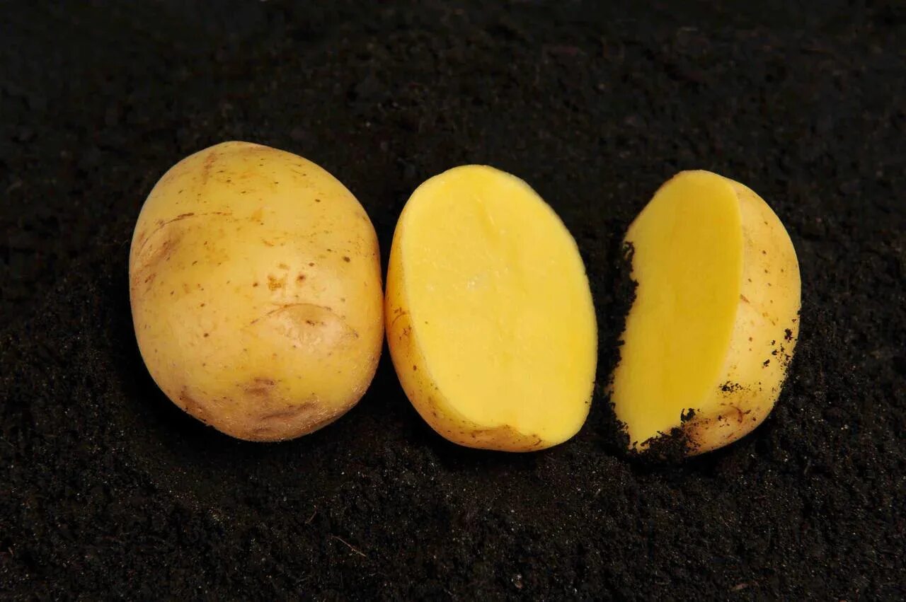 Краса мещеры картофель характеристика отзывы. Картофель семенной, сорт Вега. Картофель Вега картофель Вега. Сорт картофеля Фелокс. Картофель семена Вега.