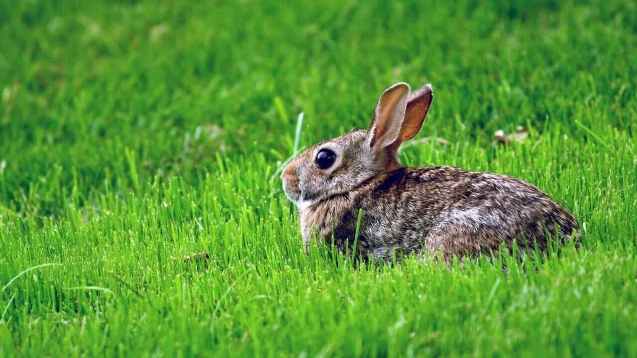 Download wallpaper 1400x1050 rabbit, grass, clover, walk standard 4:3 hd backgro