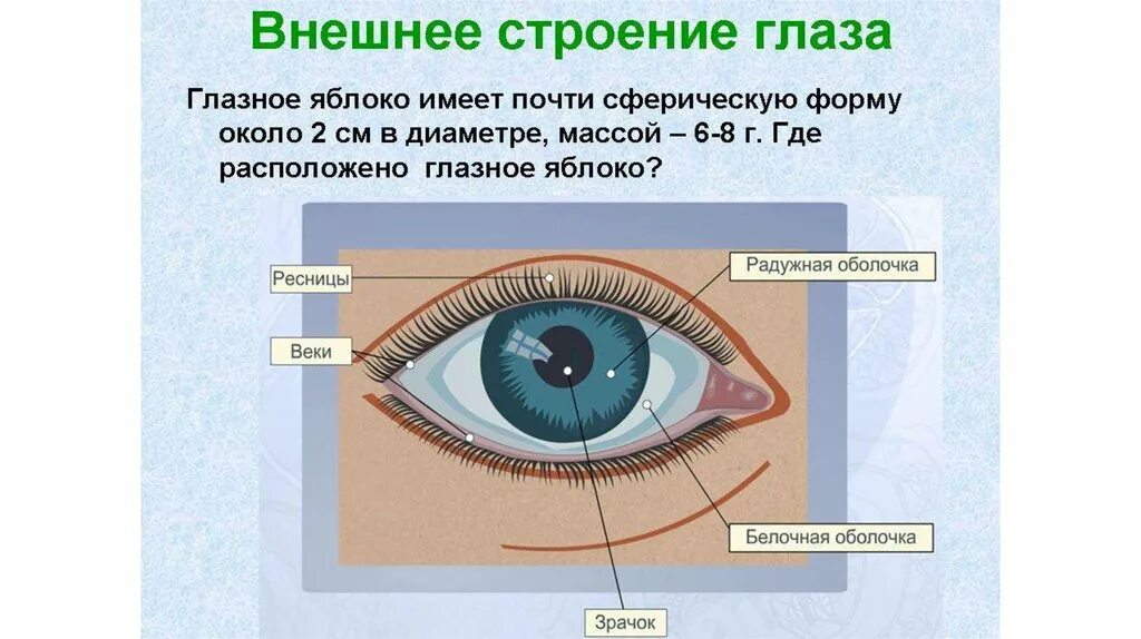 Строение зрительного анализатора глазное яблоко. Орган зрения 8 класс биология. Схема строения глазного анализатора. Орган зрения и зрительный анализатор 8 класс.