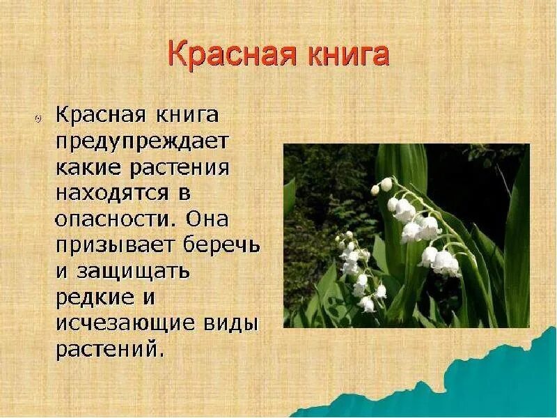 Венерин башмачок в татарстане. Лилия буша. Растения из красной книги. Про растение из красной книги 4 класс. Про растение из красной книги 4 класс.