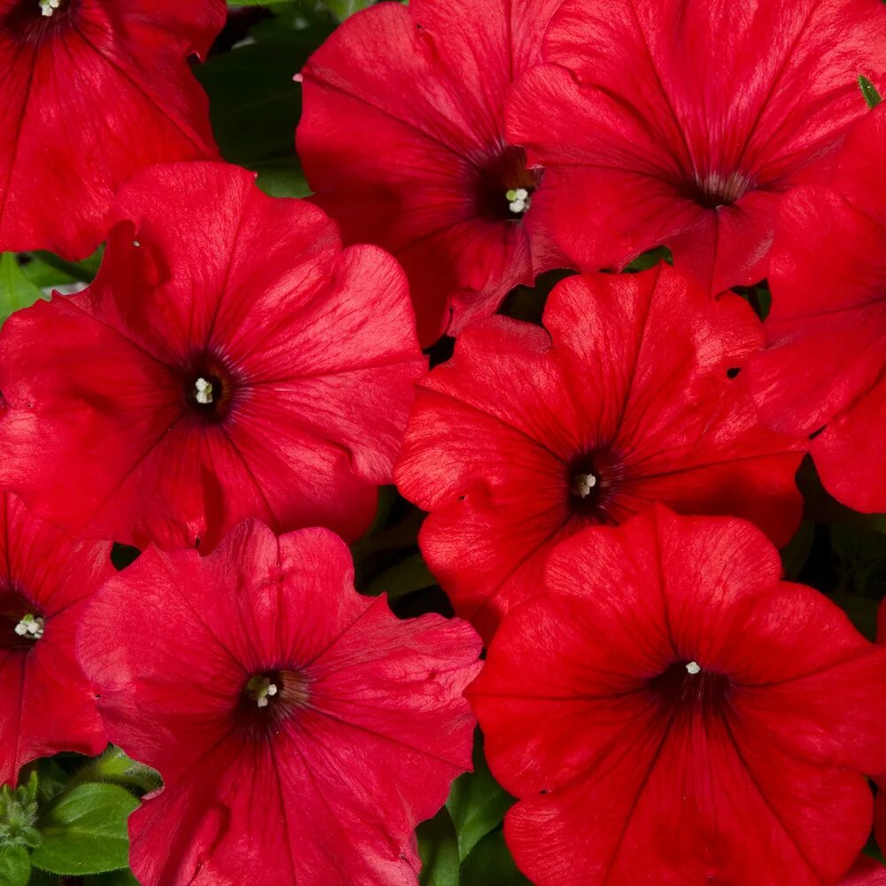 Петуния отзывы. Петуния cascadias chili red. петуния сурфиния хот ред. петуния мультифлора мираж ред. петуния грандифлора капри ред.
