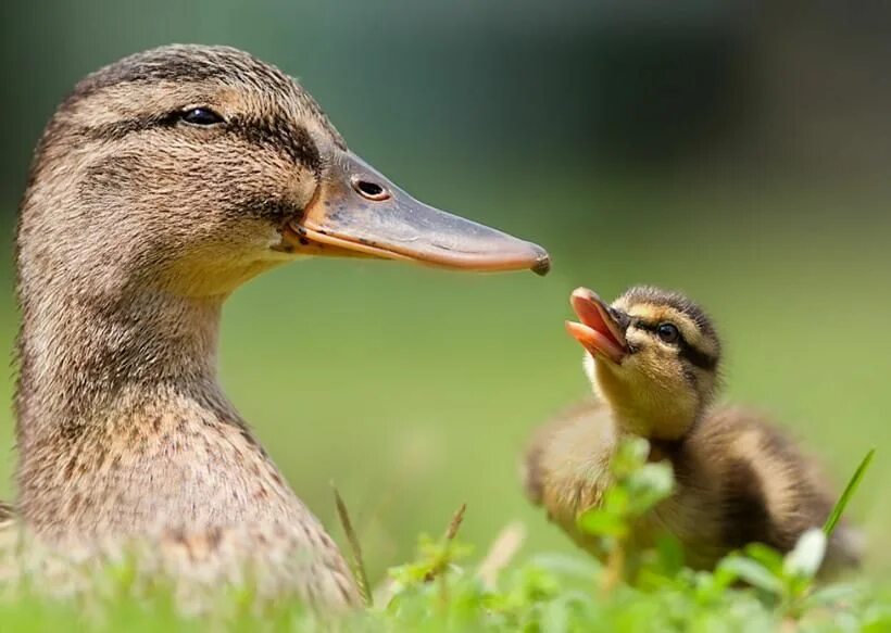 Animal mums. Утка смеется. Смешные утята. Смешные уточки. Смешная утка.