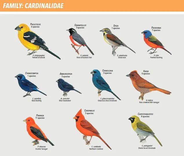 CHART : BIRDS Most beautiful birds, Beautiful birds, Names of birds