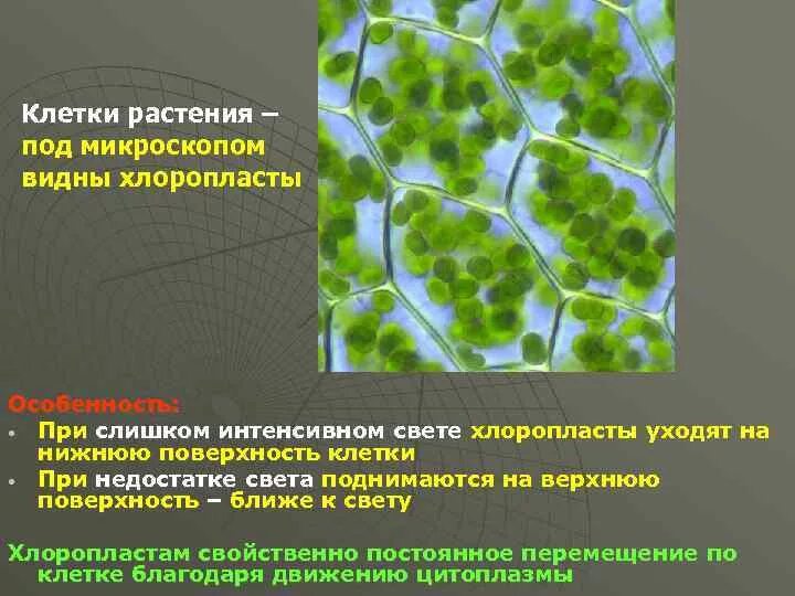 Увиденное под микроскопом растительной клетки. Хлоропласты в растительной клетки под микроскопом. хлоропласт в световой микроскоп. хлоропласты в клетке под микроскопом. хлоропласты это автотрофы.