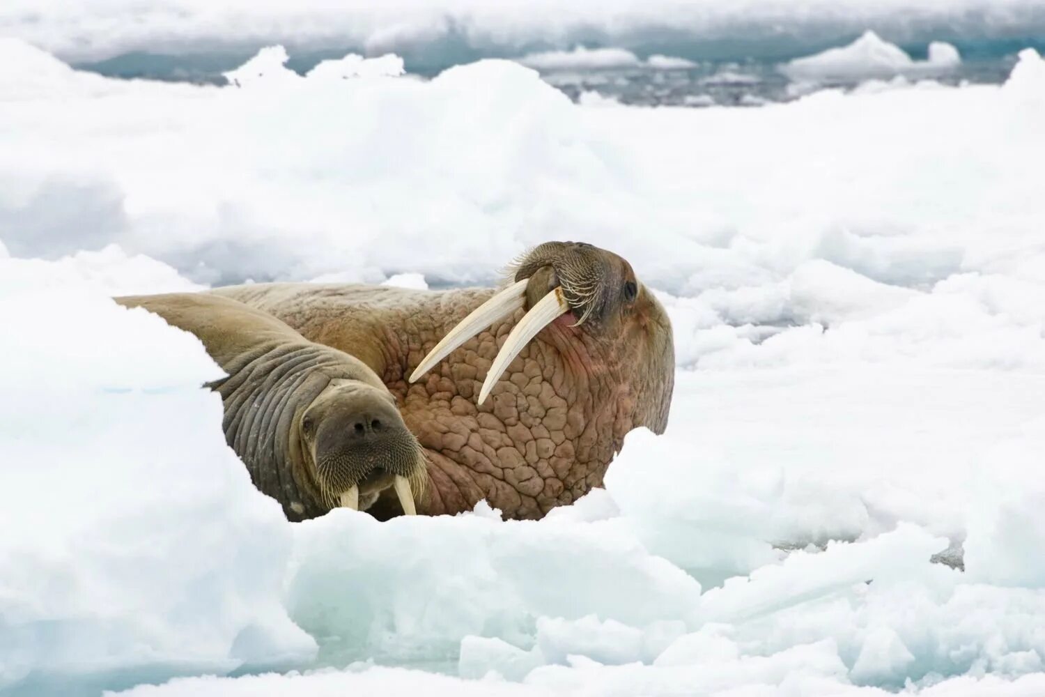 Морж в Арктике. Мраморный морж. Морж арктических пустынь. Атлантический морж. Моржи в тундре