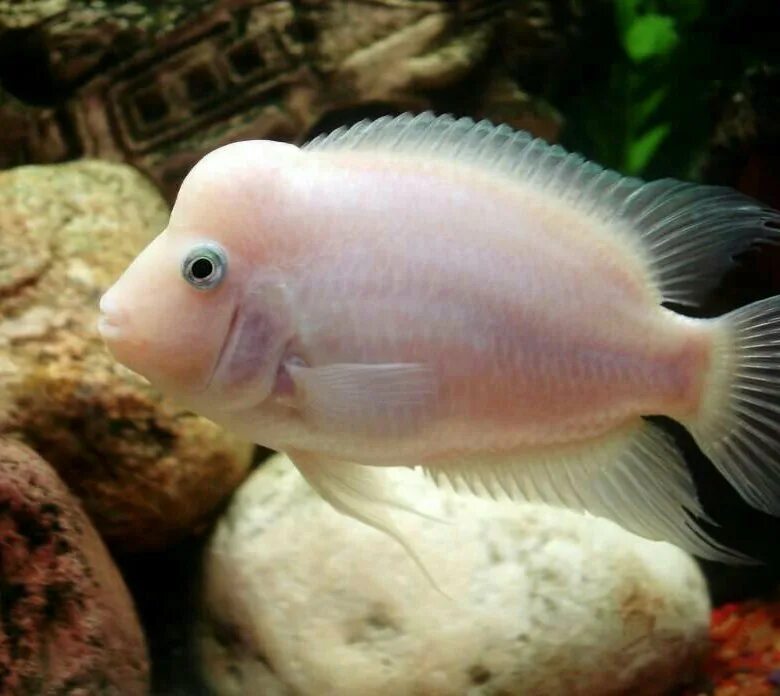 Цихлида розовый фламинго. Рыбка цихлазома фламинго самка. Рыбка цихлазома фламинго. Рыбка цихлазома фламинго. Цихлида розовый фламинго.