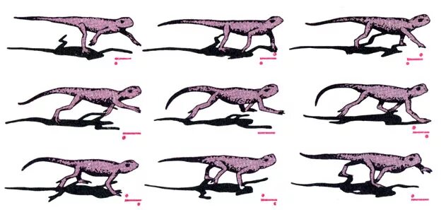 Экология пресмыкающихся. Способ передвижения ящерицы. Способ передвижения ящерицы. Своеобразный способ передвижения ящерицы обеспечивается. Хвостовые передвижение.