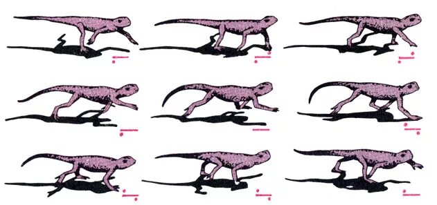 Пресмыкающиеся передвижение. Ящерица в движении. Способ передвижения ящерицы. Движение рептилий. Своеобразный способ передвижения ящерицы