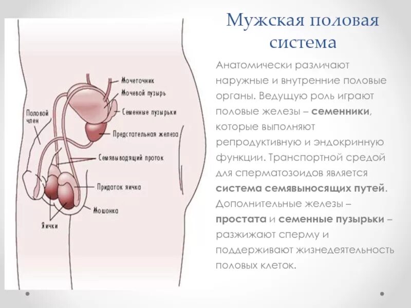 Органы составляющие мужскую половую систему