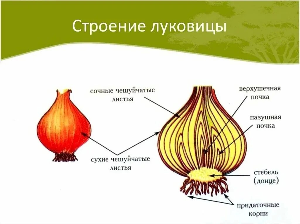 Подпиши структуры