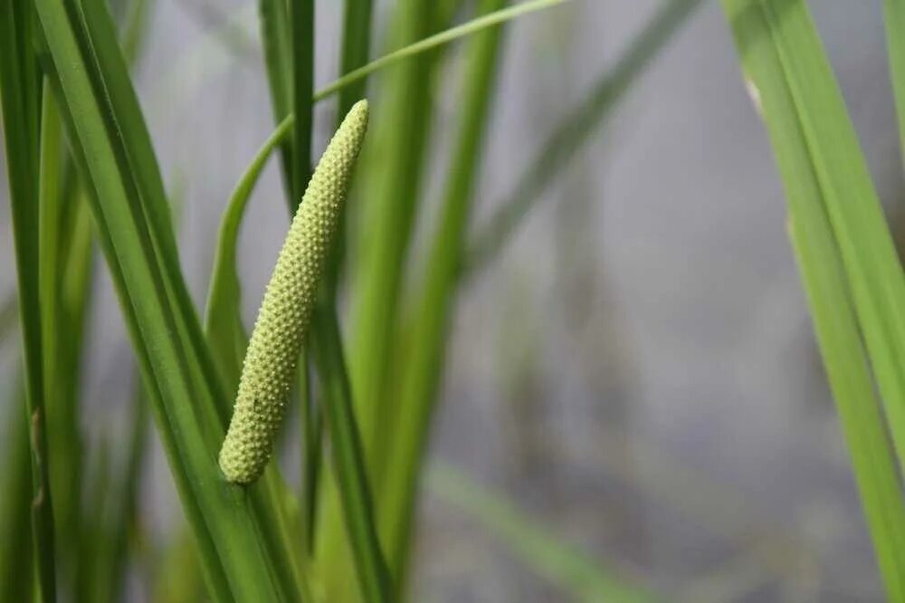 АИР обыкновенный - Acorus Calamus. АИР болотный (Acorus Calamus). АИР обыкновенный (Acorus Calamus l.). АИР болотный (Acorus Calamus l.).. Покажи аир