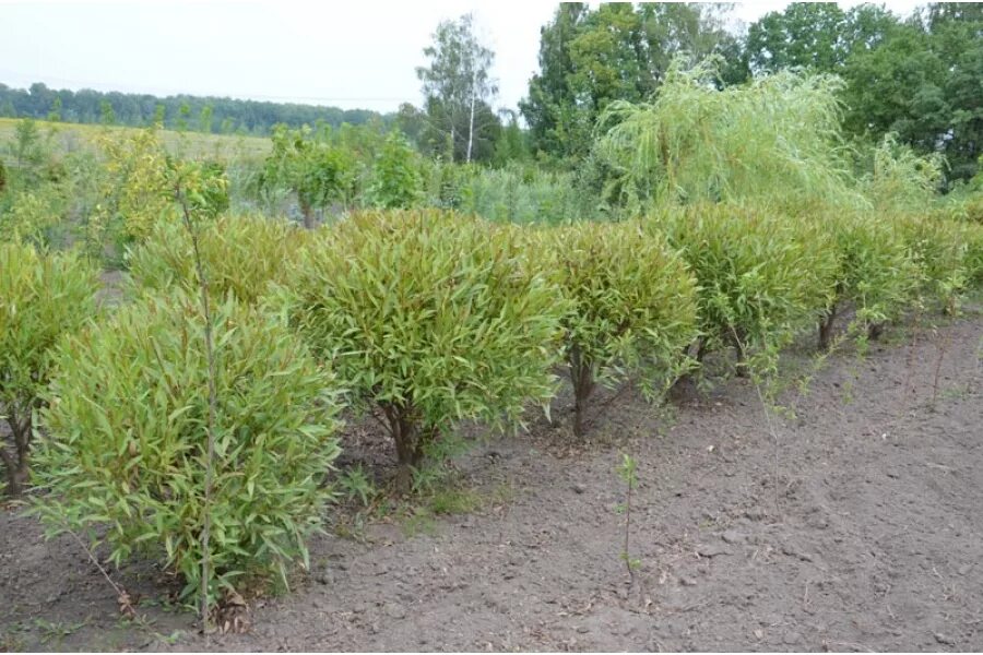 Как размножается ива. Ива ломкая шаровидная (salix fragilis globosa). ива ломкая (шаровидная) salix fragilis. ива булата шаровидная. ива шаровидная шабурова.
