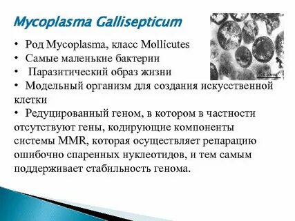 Днк микоплазмы