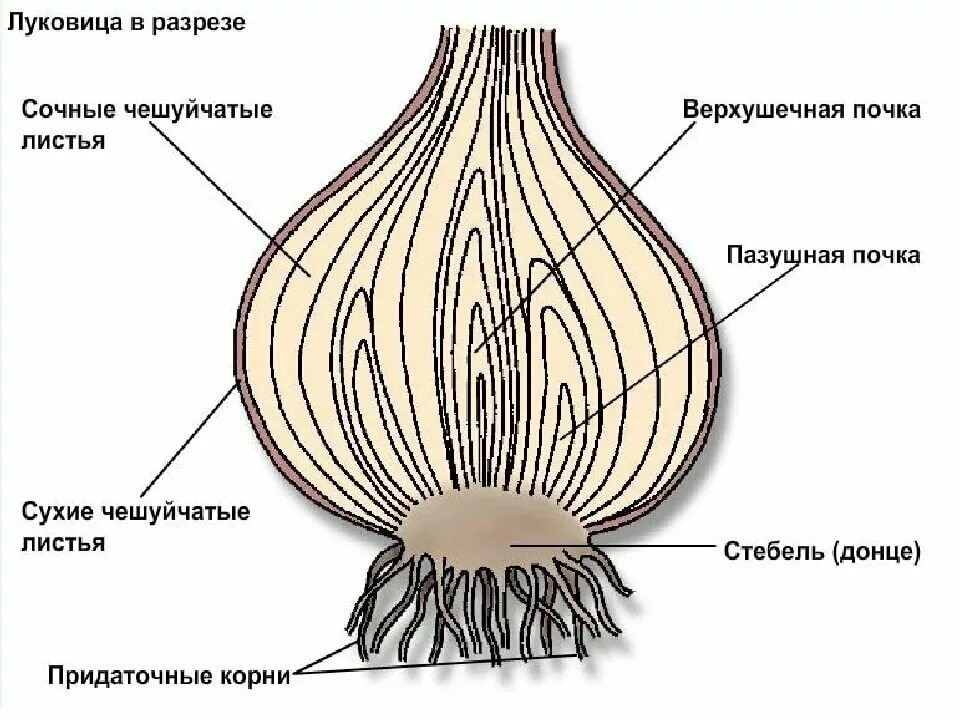 Какую функцию выполняют сухие чешуи. Донце – видоизмененный стебель луковицы?. Видоизменённый побег луковица.