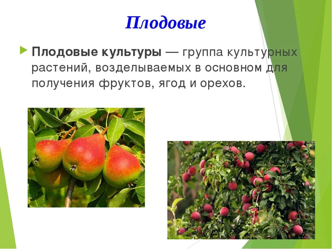 Что относится к плодовым. Плодовые культуры. Плодовые культуры растений. Плодовые культуры презентация. Плодово ягодные культурные растения.