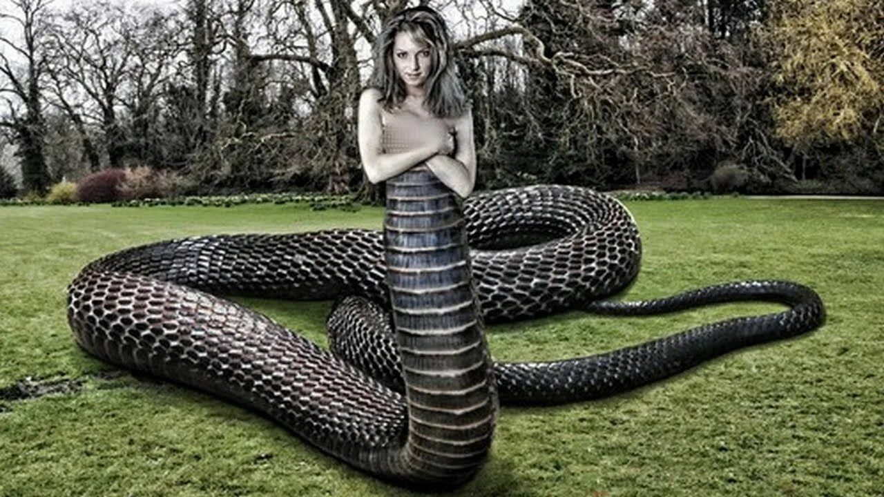 Milla snake. Девушка змея. Девушки и гигантские змеи.