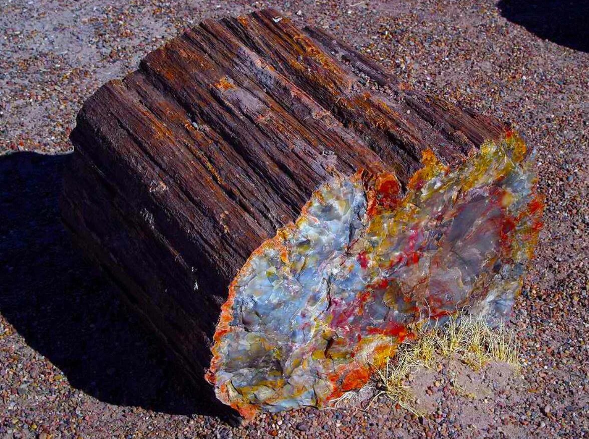 ). Дерево минералов. Дерево минералов. Дерево минералов. Камень petrified wood.