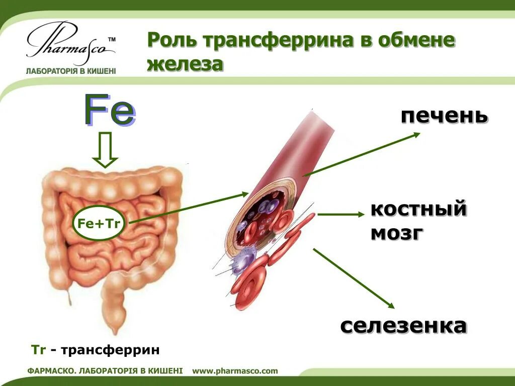 Трансферрин роль. Функции трансферрина. Трансферрин печень. Трансферрин и костный мозг.