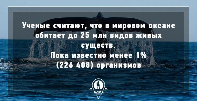 На сколько изучен мировой. Интересные факты о мировом океане. Интересные факты о жизни в океане. Удивительные факты о океане. Необычные факты о океанах.