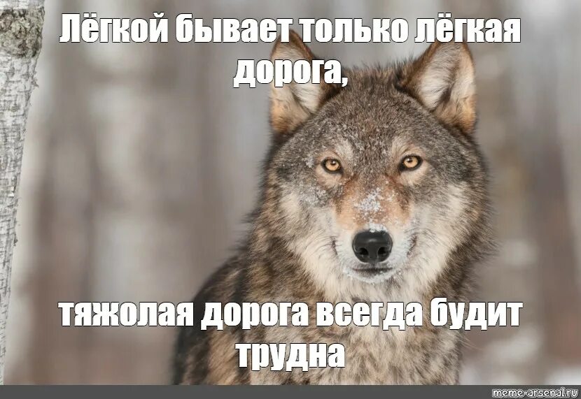 Легкая дорога всегда легка. Волк Мем. Только волк волк. Работа не волк волк это ходить. Волк не волк Мем.