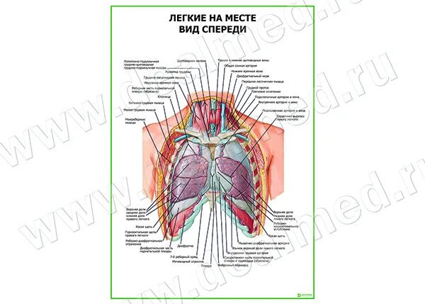 место под легкими. что находится сзади спины органы. место под легкими. органы грудной клетки сзади. место под легкими.