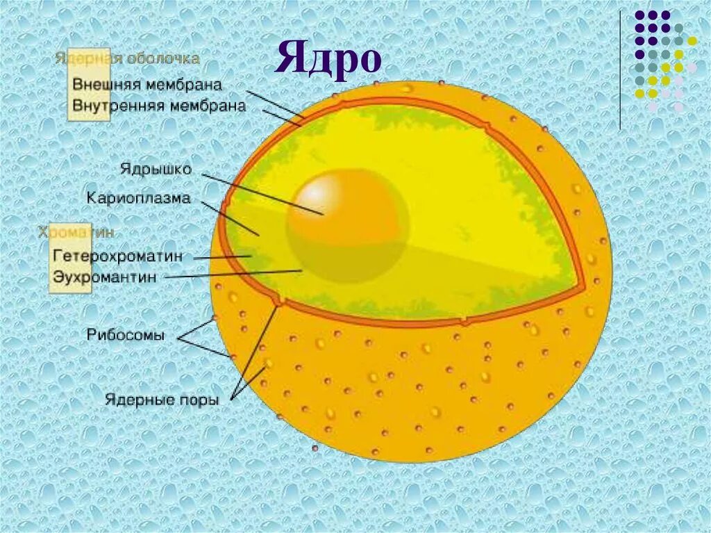 Строение ядра урок. Строение ядра клетки. Строение ядра клетки рисунок. Ядро строение рисунок. Схема строения ядра клетки.