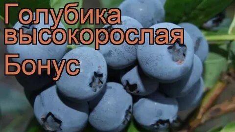 Бонус описание сорта