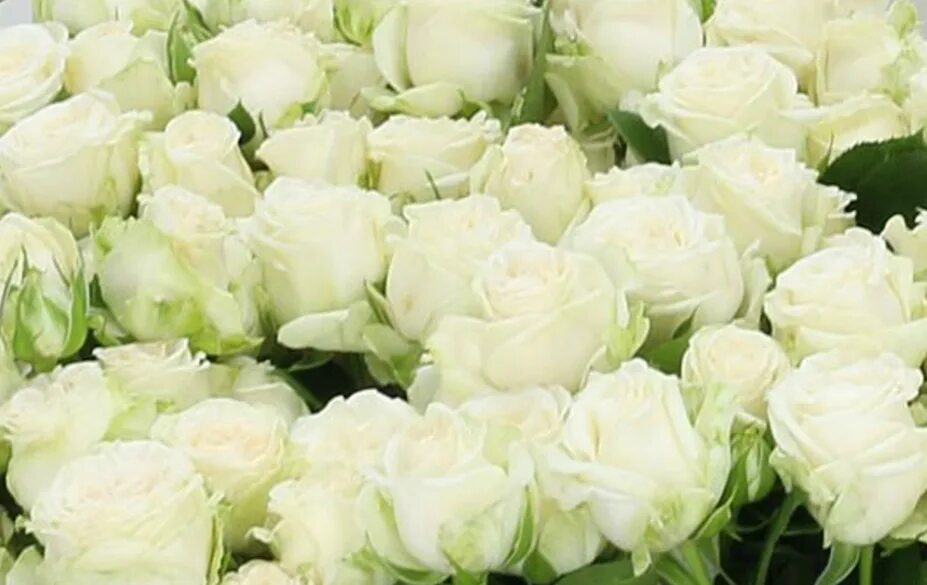 вайт бомбастик. роза мисс бомбастик. кустовая роза бомбастик белая. роза мисс бомбастик. роза бомбастик белая.