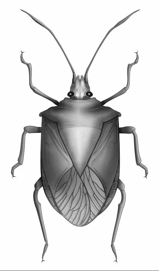 Bug order. Bug. bug bug. hemiptera. bug buggha.