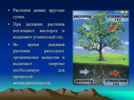 Некоторые растения выделяющие кислород являются березами