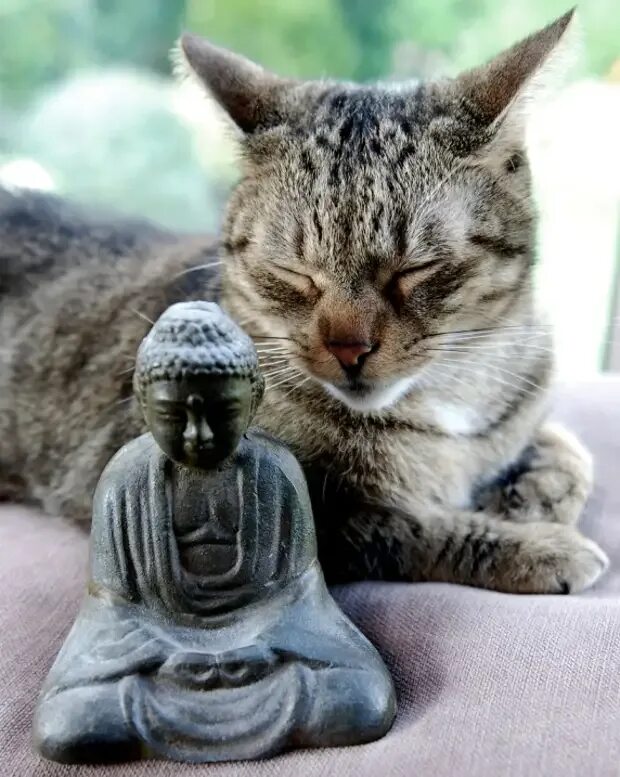 Коты на дзене