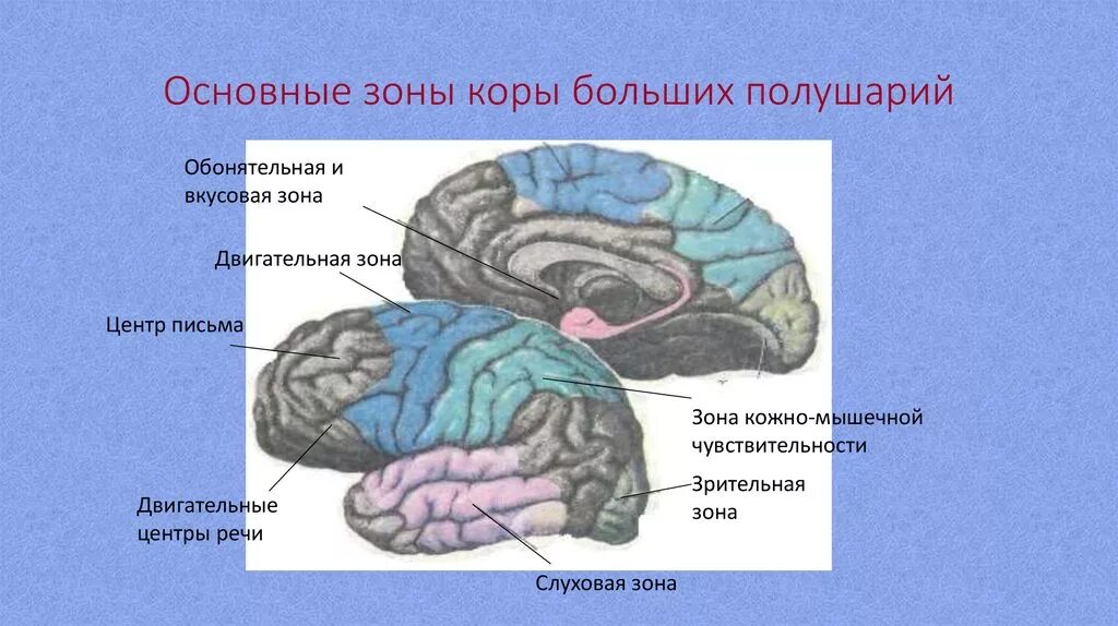 Слуховая зона расположена в доле. Двигательная слуховая и Зрительная зона коры БП. Зоны коры больших полушарий. Зрительная зона коры полушарий.