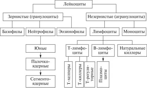 Классификация лейкоцитов