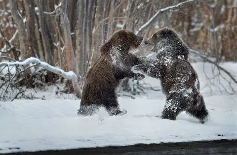 Bear play