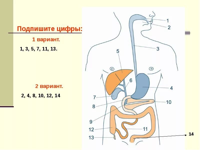Как называется под цифрой 1