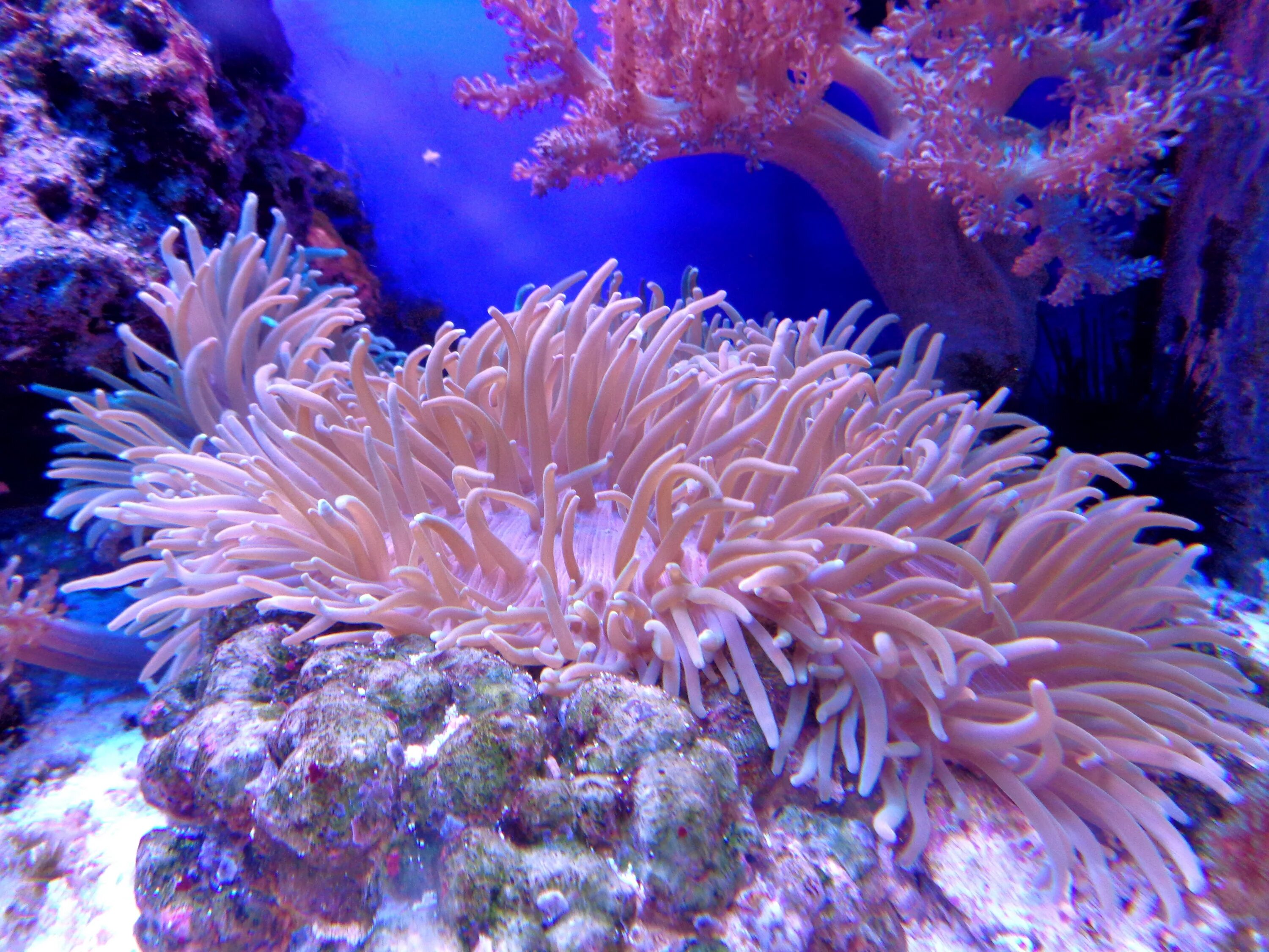Растительный тихого океана. Коралловые полипы актиния. Коралловые полипы рифы. Морская анемона актиния. Актиния красное море.
