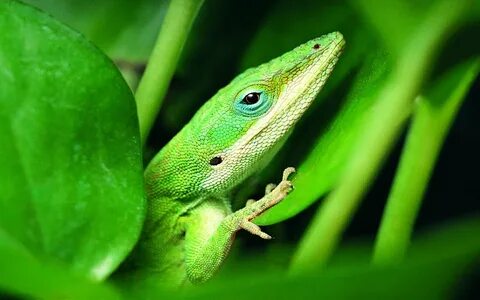 Animal greens