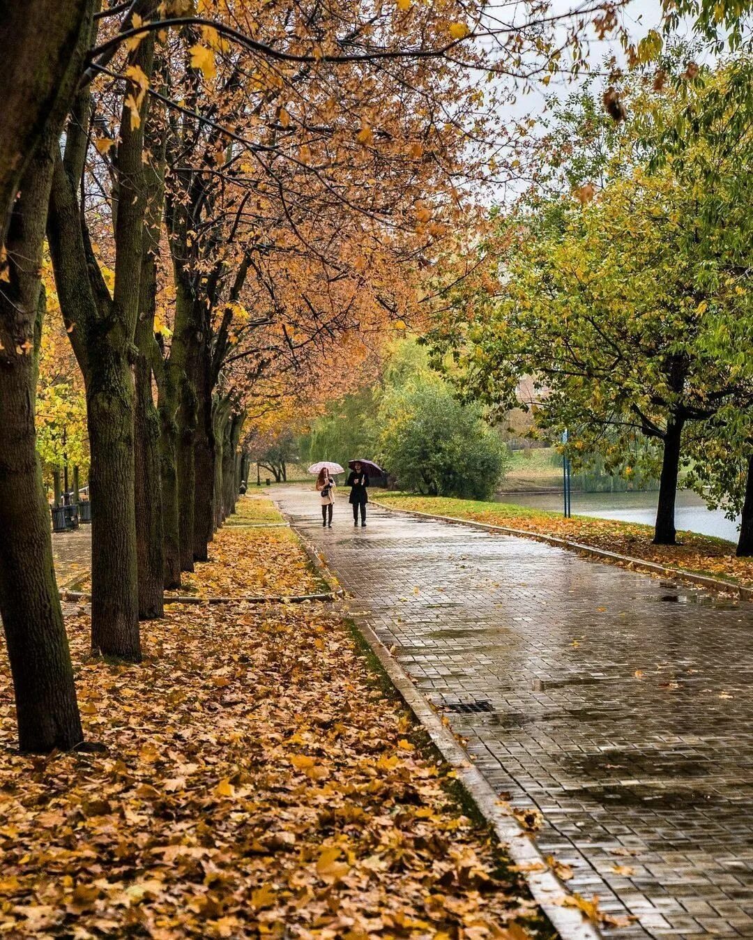 Октябрь. Парк Царицыно аллеи осенью. Дождливая осень. Осень в Москве. Дождливая осень в Москве.