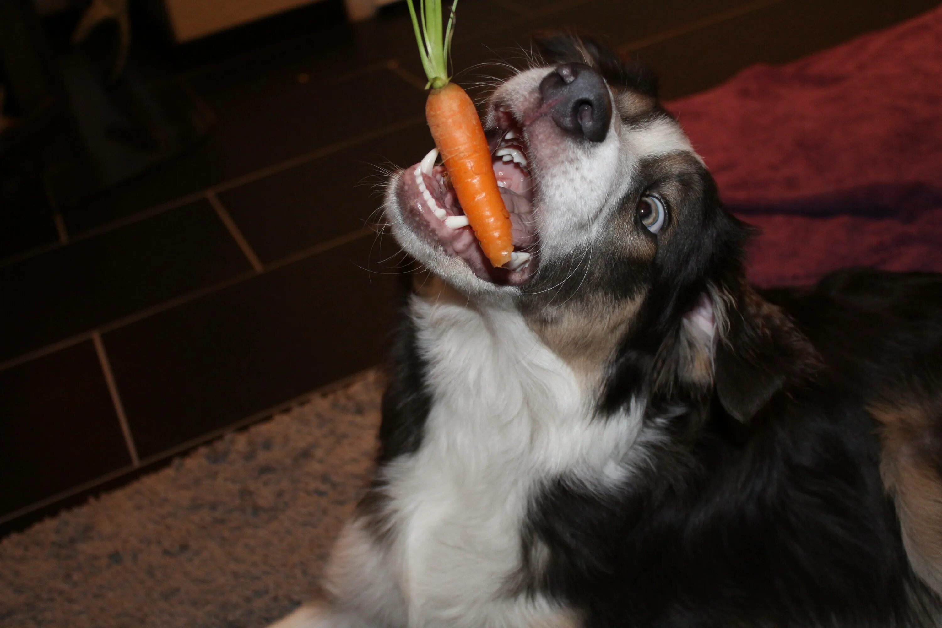 Можно собакам давать бананы. Собака с морковкой. Собака ест морковку. Собака вегетарианец. Собак Вегетарианская.