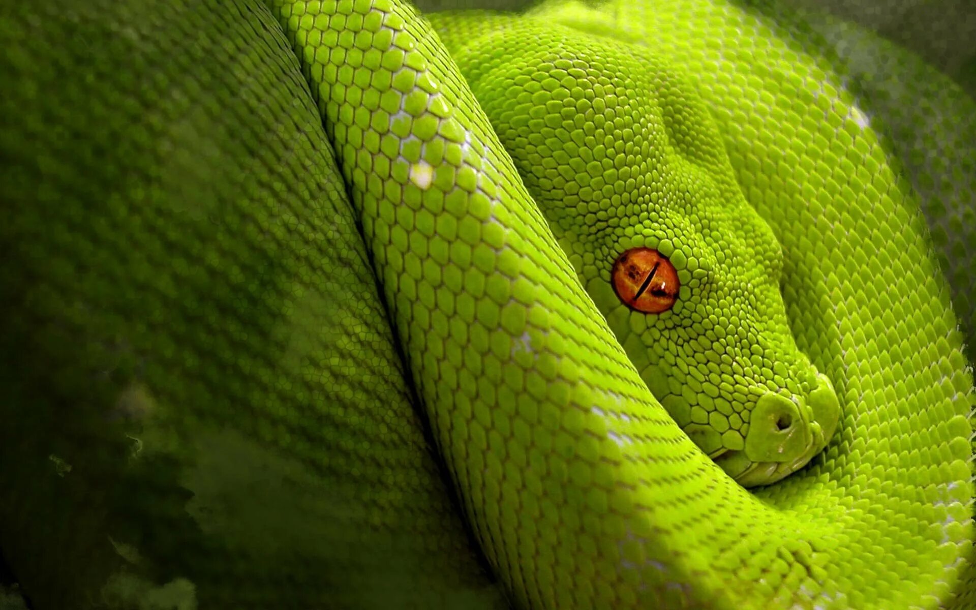Удав язык. Питон. Зеленый питон. Питон змеи. Змея питон зеленый.