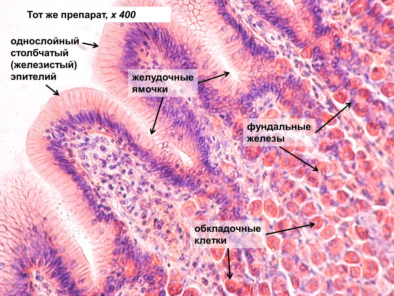 Фундальные железы желудка гистология. Строение слизистой оболочки желудка гистология. Железы желудка гистология препарат. Кардиальные железы желудка гистология. Клетки слизистой желудка вырабатывают